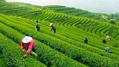 杭州特產茶葉的紛繁多彩：茶香滾滾述說古城情緣